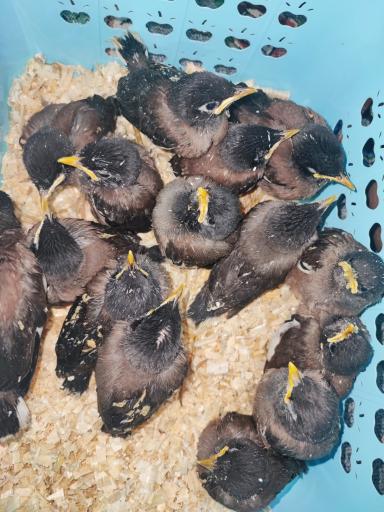 عکس پرنده فروشی کاسکو