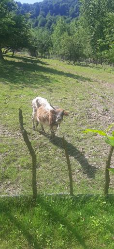 عکس سیاه دول