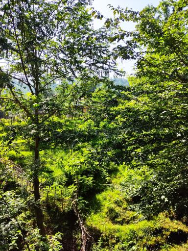 عکس سیاه دول