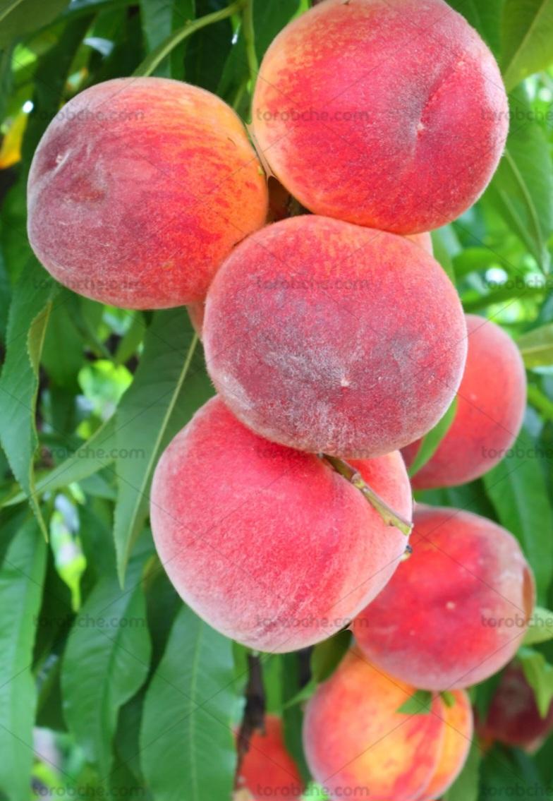 عکس محصولات باغی وزراعی رعیتی۲