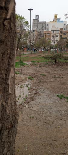 عکس بوستان بنفشه