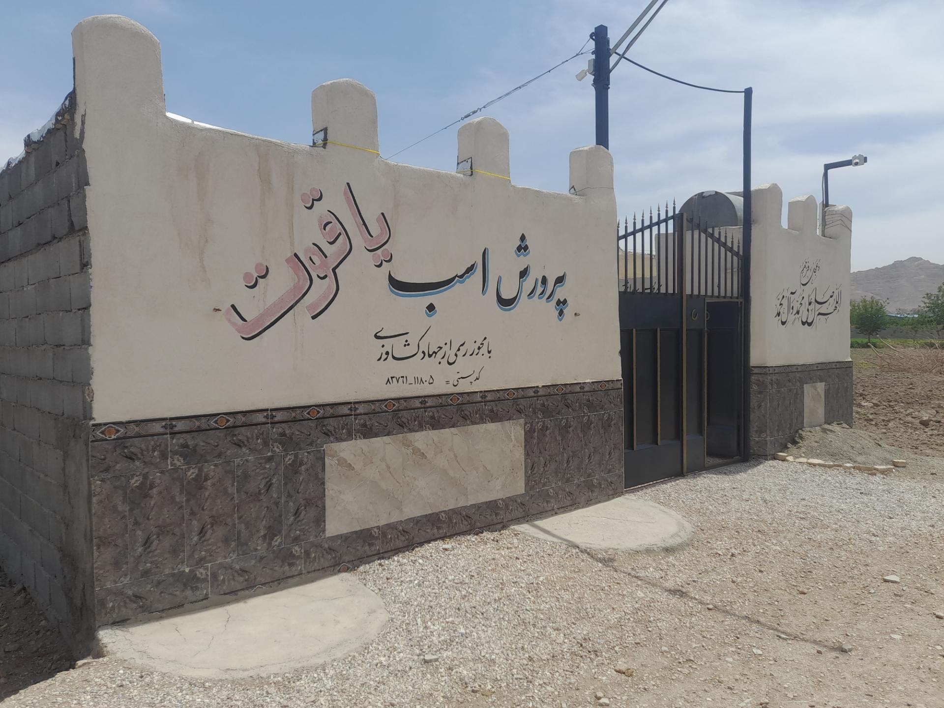 عکس پرورش اسب یاقوت 