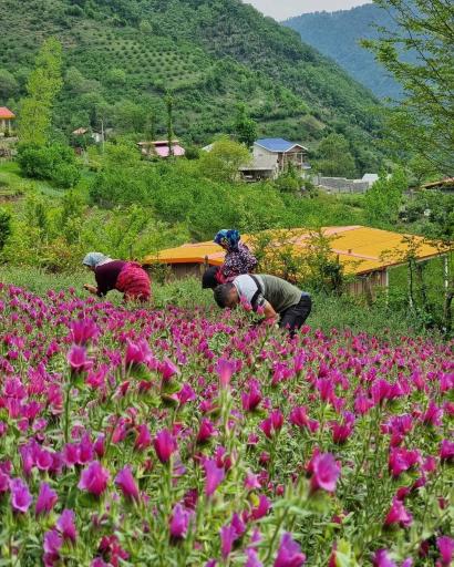 عکس رحیم آباد