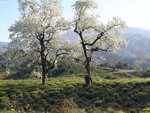 عکس رحیم آباد