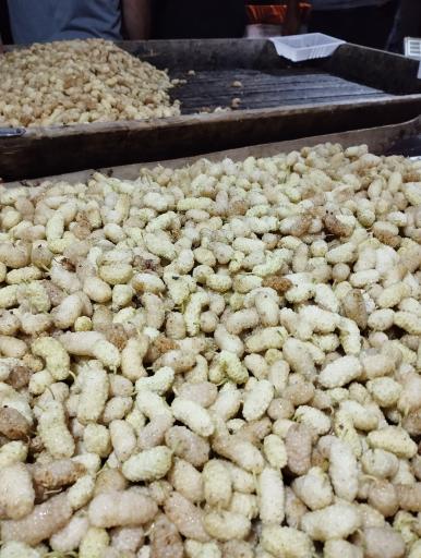 عکس باغ توت