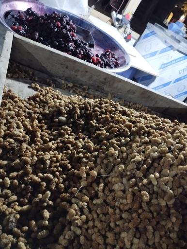 عکس باغ توت