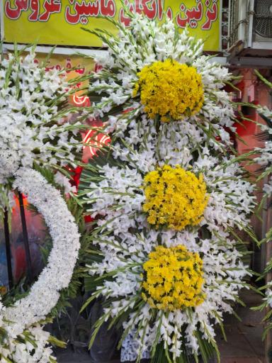 عکس گل ونوس