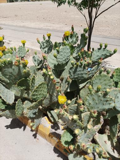 عکس پارک محله 125