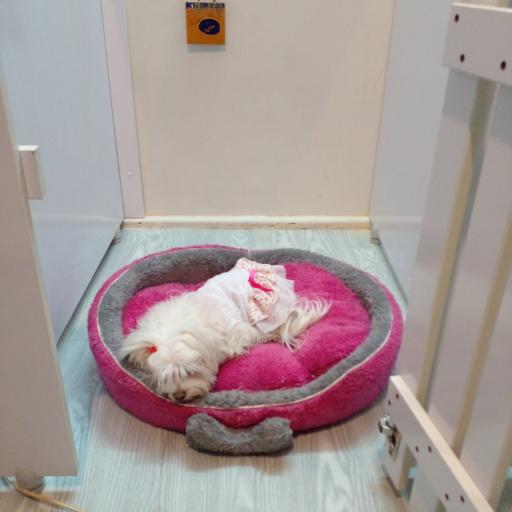 عکس پانسیون و آرایشگاه حیوانات خانگی ویدپت VIDPET