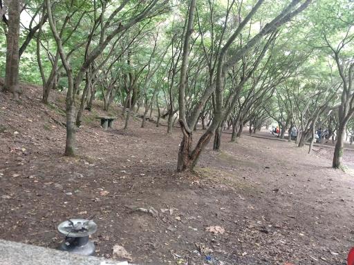 عکس پارک جنگلی نمک آبرود