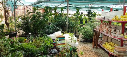 عکس گلخانه تیرازیس صدرا