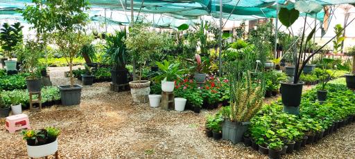 عکس گلخانه تیرازیس صدرا