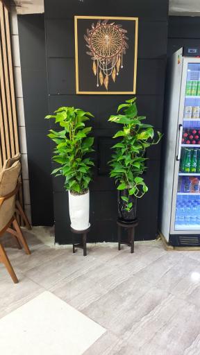 عکس صبحانه سرا آونگ