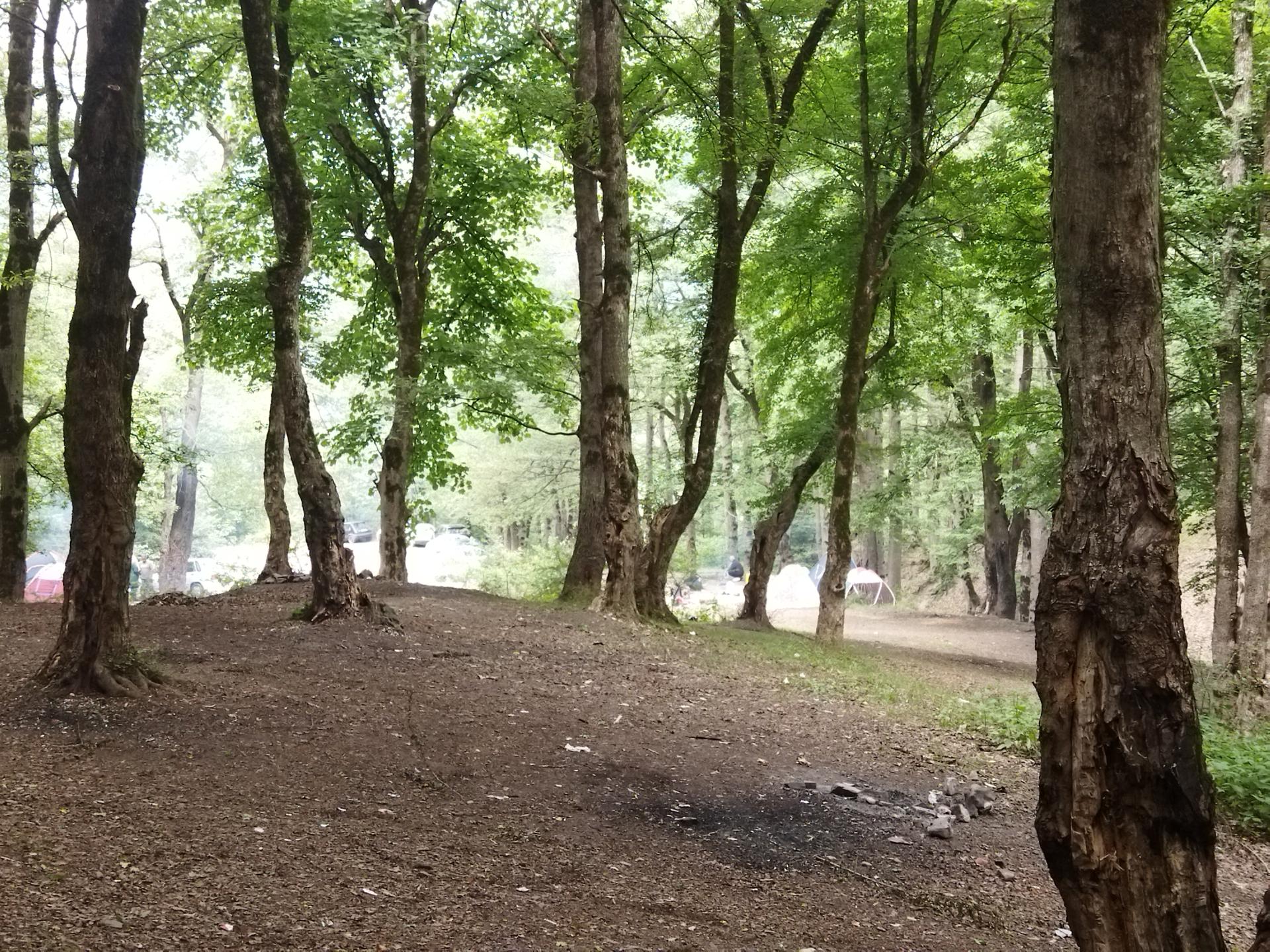 عکس جنگل اولنگ