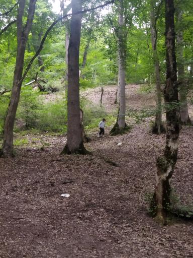 عکس جنگل اولنگ