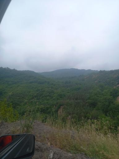 عکس جنگل اولنگ