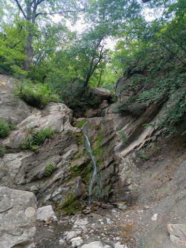 عکس جنگل اولنگ