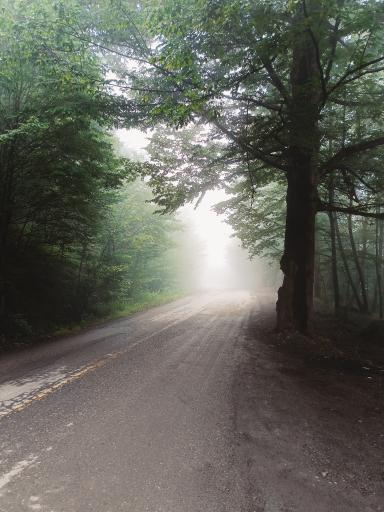 عکس جنگل اولنگ