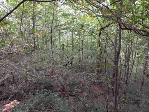 عکس جنگل اولنگ