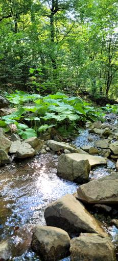 عکس جنگل اولنگ