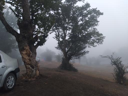 عکس جنگل اولنگ