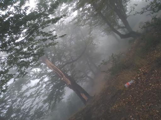 عکس جنگل اولنگ