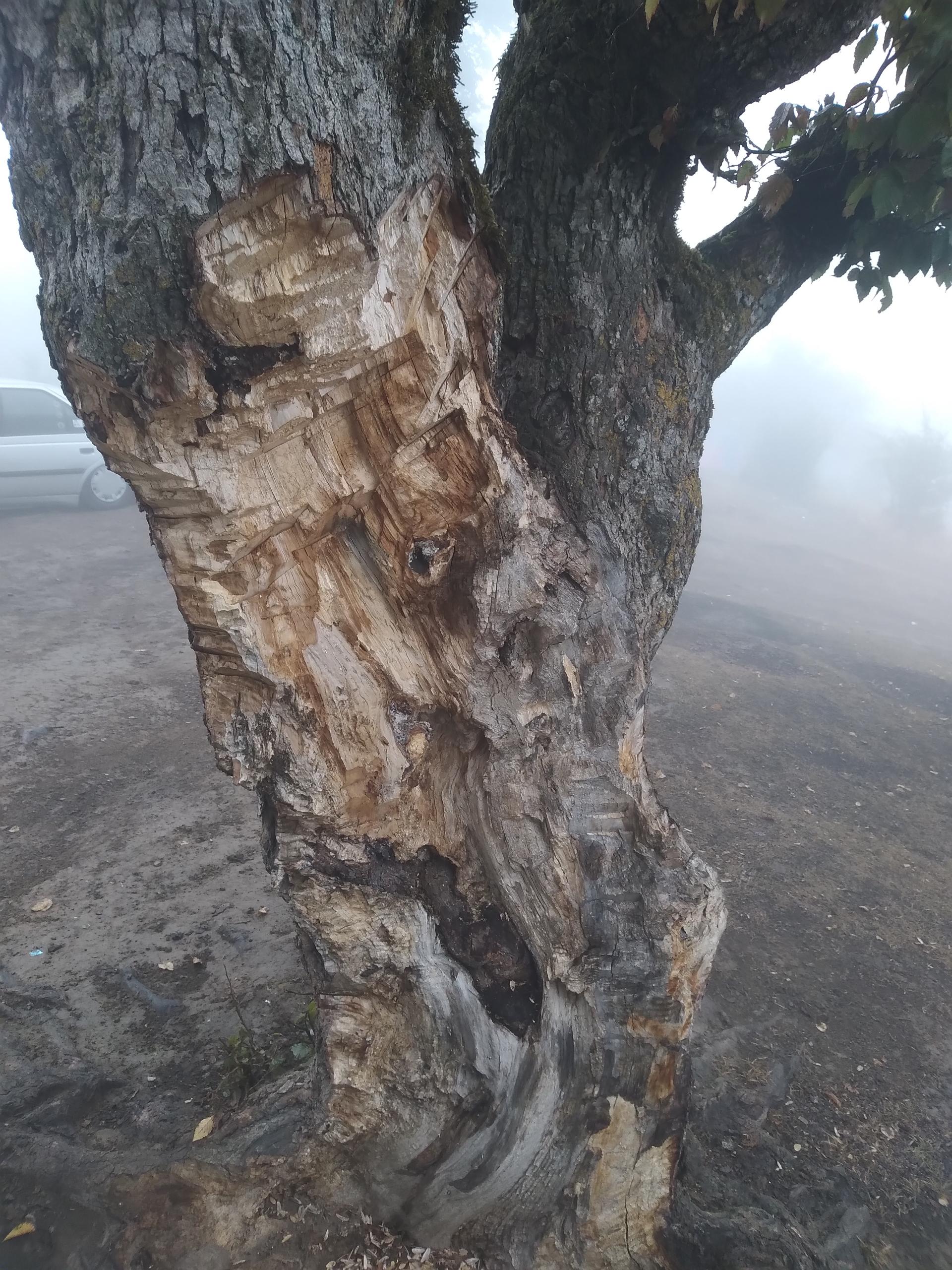 عکس جنگل اولنگ