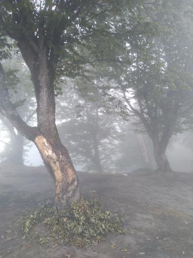 عکس جنگل اولنگ