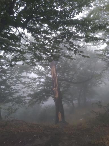 عکس جنگل اولنگ