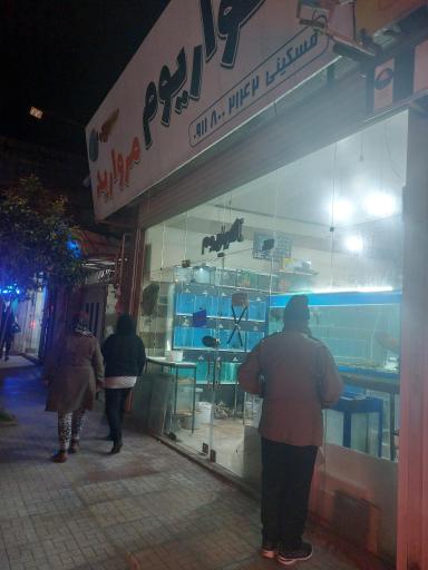 عکس آکواریوم مروارید