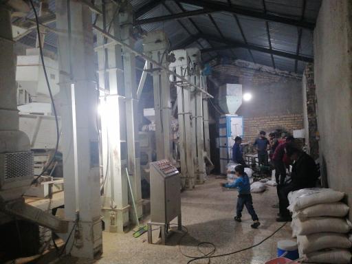 عکس برنجکوبی برادران خلیلی