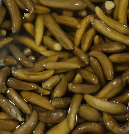 عکس لبنیات سنتی اصیل شیراز 
