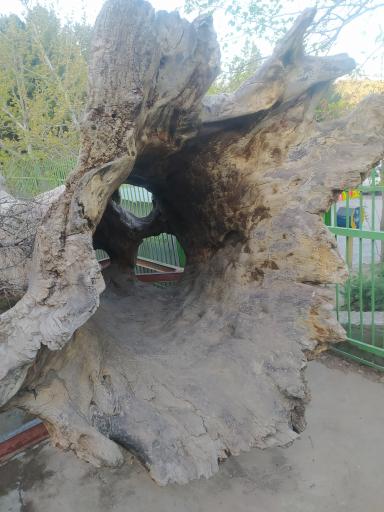 عکس درخت چنار 500 ساله سرفنجو کاخک