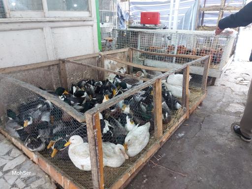 عکس سرای سعادت