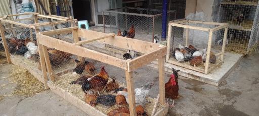 عکس سرای سعادت