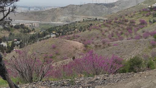 عکس بام کوهسار