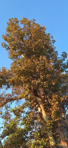 عکس درخت چنار 500 ساله سرفنجو کاخک