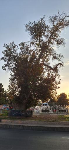 عکس درخت چنار 500 ساله سرفنجو کاخک