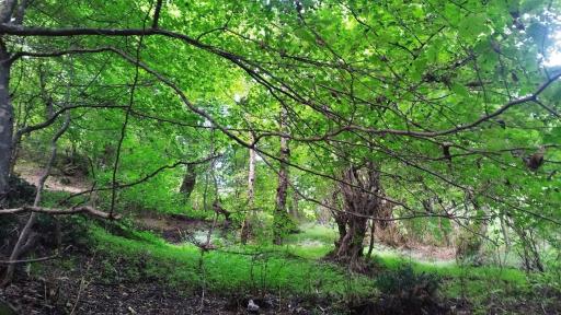 عکس جنگل رمک