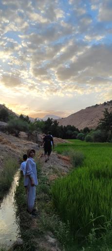 عکس رفن