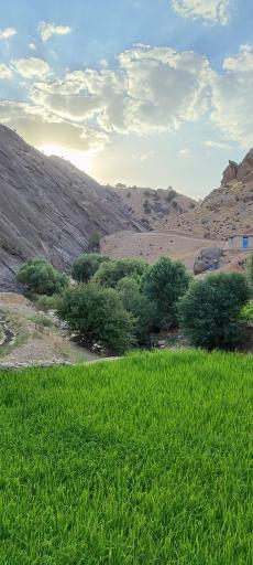 عکس رفن