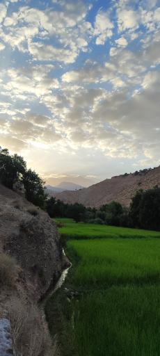 عکس رفن