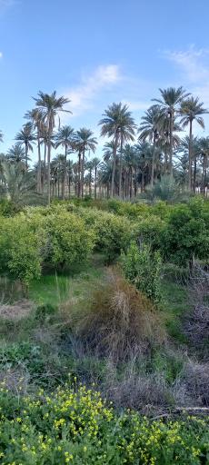 عکس قصر شیرین