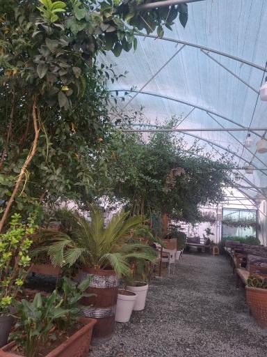 عکس باغ رستوران ماهان (کافه ماهان)