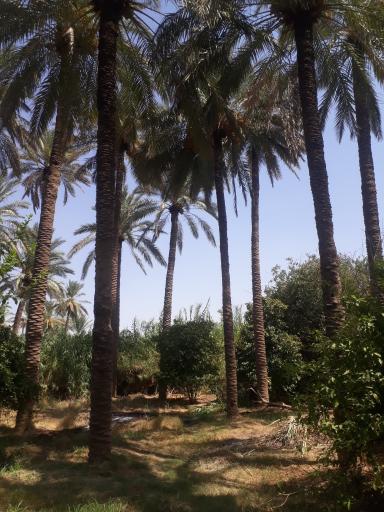 عکس قصر شیرین