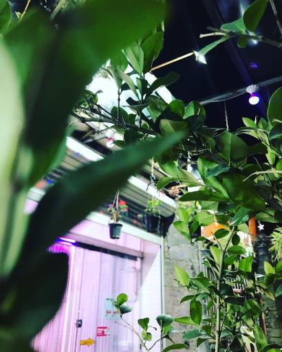 عکس فست فود طاهاویچ