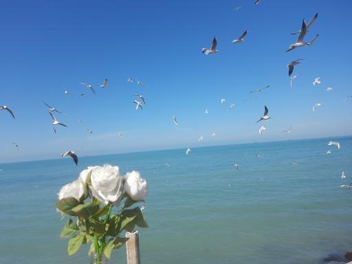 عکس ساحل بوشهر