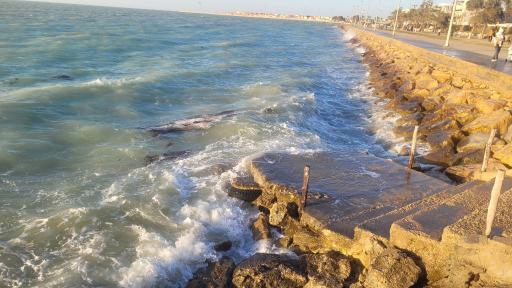 عکس ساحل بوشهر