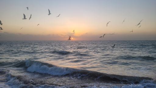 عکس ساحل بوشهر