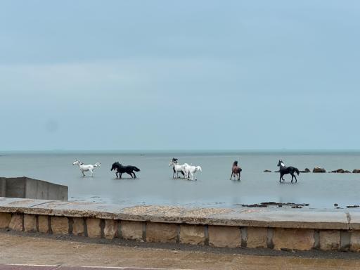 عکس ساحل بوشهر